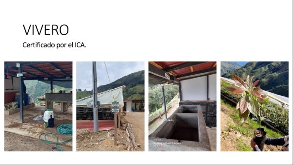 BELMIRA: finca productiva sembrada en aguacate hass, entre Belmira y Sopetrán - Image 7