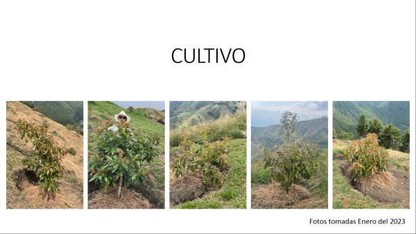 BELMIRA: finca productiva sembrada en aguacate hass, entre Belmira y Sopetrán - Image 11