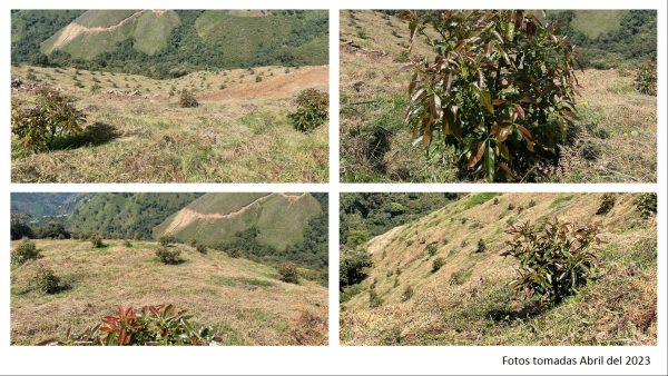 BELMIRA: finca productiva sembrada en aguacate hass, entre Belmira y Sopetrán - Image 2