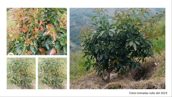 BELMIRA: finca productiva sembrada en aguacate hass, entre Belmira y Sopetrán - Image 4
