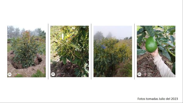 BELMIRA: finca productiva sembrada en aguacate hass, entre Belmira y Sopetrán - Image 14