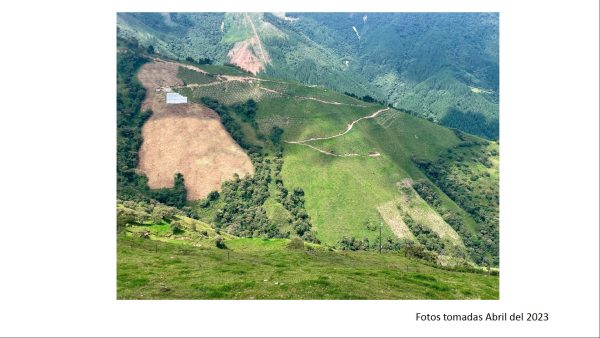BELMIRA: finca productiva sembrada en aguacate hass, entre Belmira y Sopetrán - Image 25