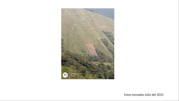 BELMIRA: finca productiva sembrada en aguacate hass, entre Belmira y Sopetrán - Image 23