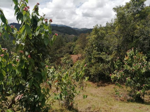 EL RETIRO LOS SALADOS: Lote en parcelación con vista a la represa La Fe - Image 6