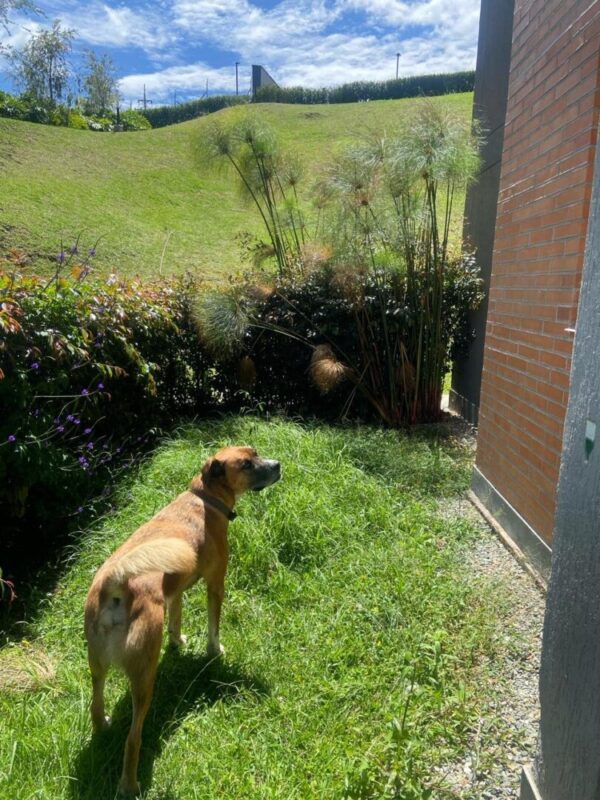 SAN ANTONIO DE PEREIRA: apartamento campestre en zona tranquila con mucho verde al rededor🌿 - Image 7