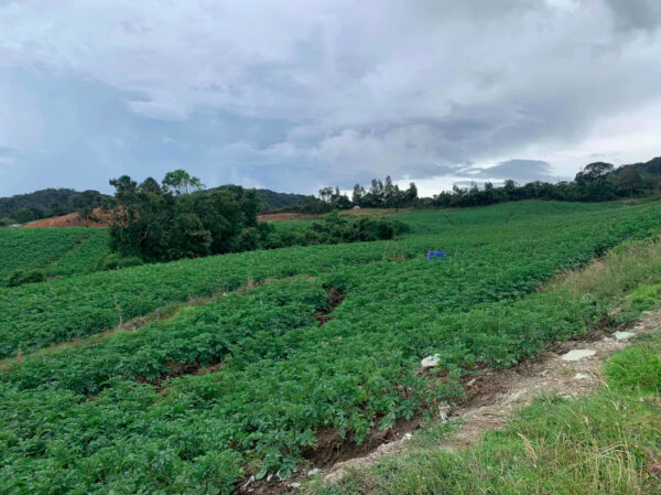 LA UNIÓN: lote productivo de 30.954 m², topografía ondulada a 15 minutos de la unión vía Sonsón - Image 7