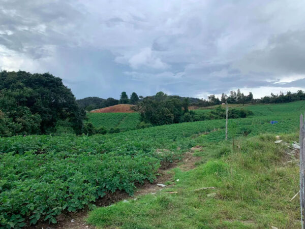 LA UNIÓN: lote productivo de 30.954 m², topografía ondulada a 15 minutos de la unión vía Sonsón - Image 5
