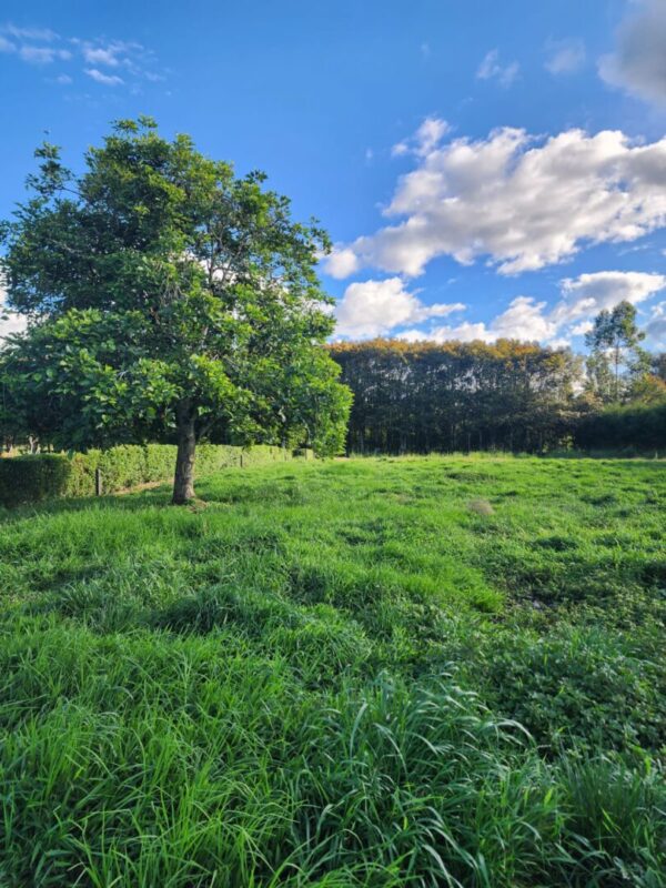 LA CEJA CANTARANA:  Lote de 3.570m² en exclusiva parcela privada rodeada de naturaleza - Image 5