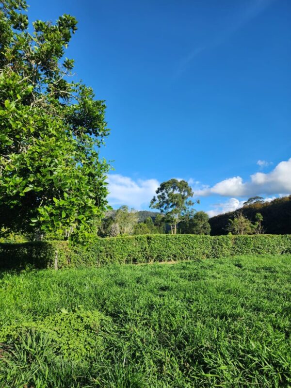 LA CEJA CANTARANA:  Lote de 3.570m² en exclusiva parcela privada rodeada de naturaleza - Image 6