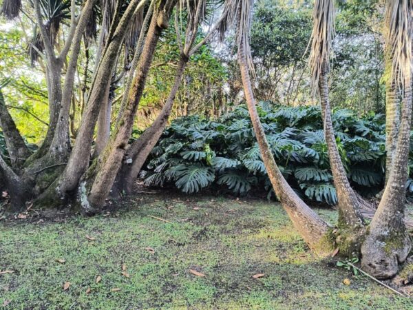 RIONEGRO LLANOGRANDE: casa campestre de 550 m2 con un terreno de 3.965 m² completamente planos y rodeados de jardín🌱🪴 - Image 7