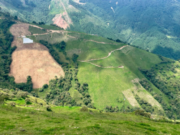 BELMIRA: finca productiva sembrada en aguacate hass, entre Belmira y Sopetrán